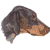 Dobermann
