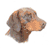 Liver Dobermann