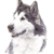 Alaskan Malamute