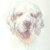 Clumber Spaniel Acrylic
