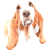 Basset Hound 4 Acrylic