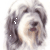Bearded Collie