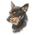 Lancashire Heeler