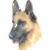 Belgium Shepherd (Malinois)