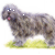 Bergamasco