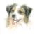 Blue Australian Shepherd