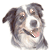 Border Collie Merle No 2