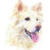 German Shepherd (Champagne)