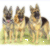 German Shepherd Trio