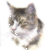 Mary's Cat