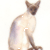 Siamese
