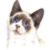 Snowshoe