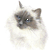 Birman Jessie