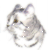 British Silver Spotted Tabby