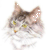 Maine Coon