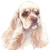 American Cocker Spaniel