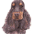 Cocker Spaniel Black & Tan