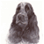 Cocker Spaniel No 3