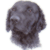 Curly Coated Retriever