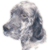 English Setter