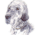 English Setter 2
