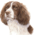 Springer Spaniel 2