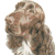 Field Spaniel