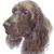 Field Spaniel 2