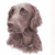  Flat Coat Retriever Liver