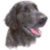 Flat Coated Retriever