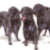 Flat Coated Retrievers