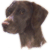 German Short Haired Pointer