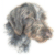 German Wired Haired Pointer