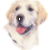 Golden Retriever 1