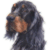 Gordon Setter 1