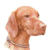 Hungarian Vizsla