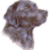 Black Labrador 2