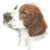 Irish Red & White Setter