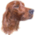 Irish Setter