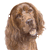 Irish Setter 2