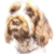 Italian Spinone