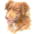 Nova Scotia Duck Trolling Retriever