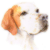 Orange & White Pointer