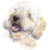 Spanish Water Dog