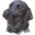 Black Labrador 3