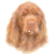 Sussex Spaniel 2