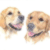 Two Retrievers