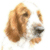 Welsh Springer Spaniel