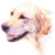 Yellow Labrador
