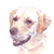 Golden Labrador